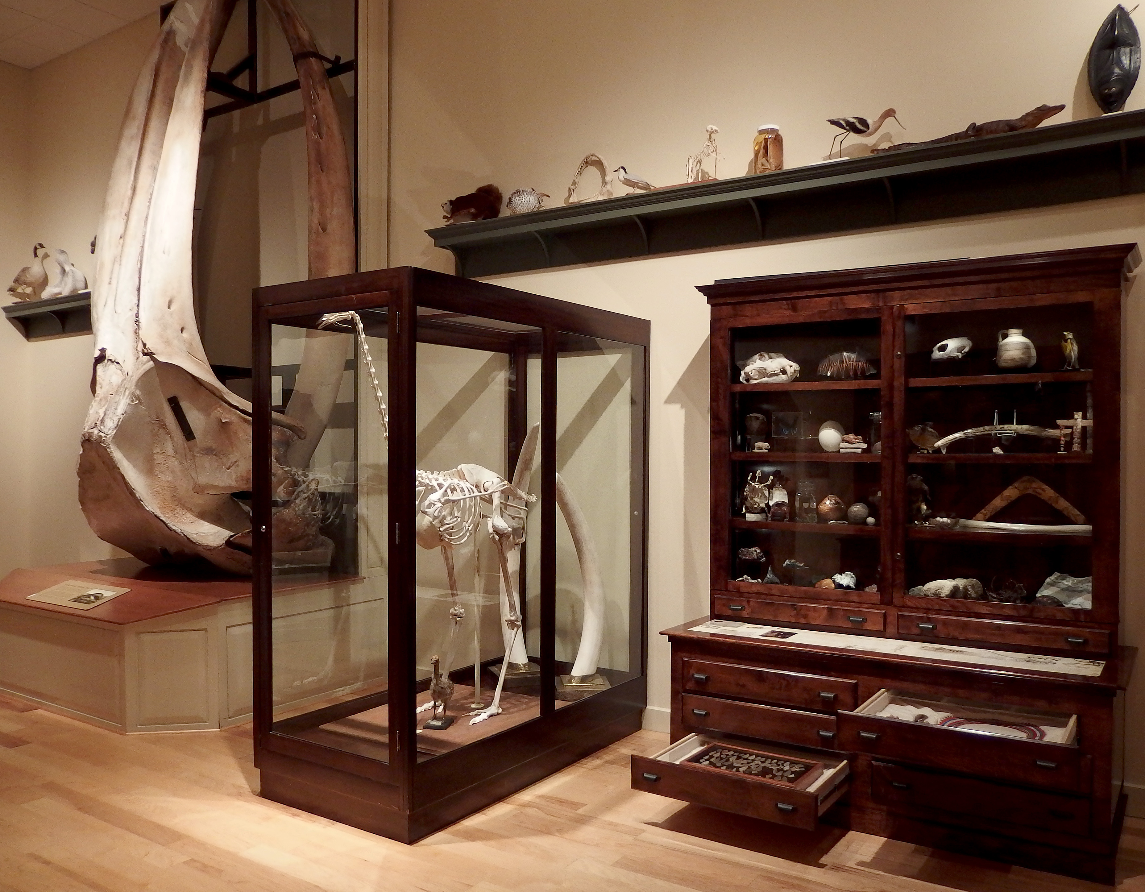 Fig. 4: Stecker’s Cabinet of Curiosities in the Mayborn Museum at Baylor University.