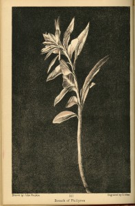 aratra-pentelici-flower010
