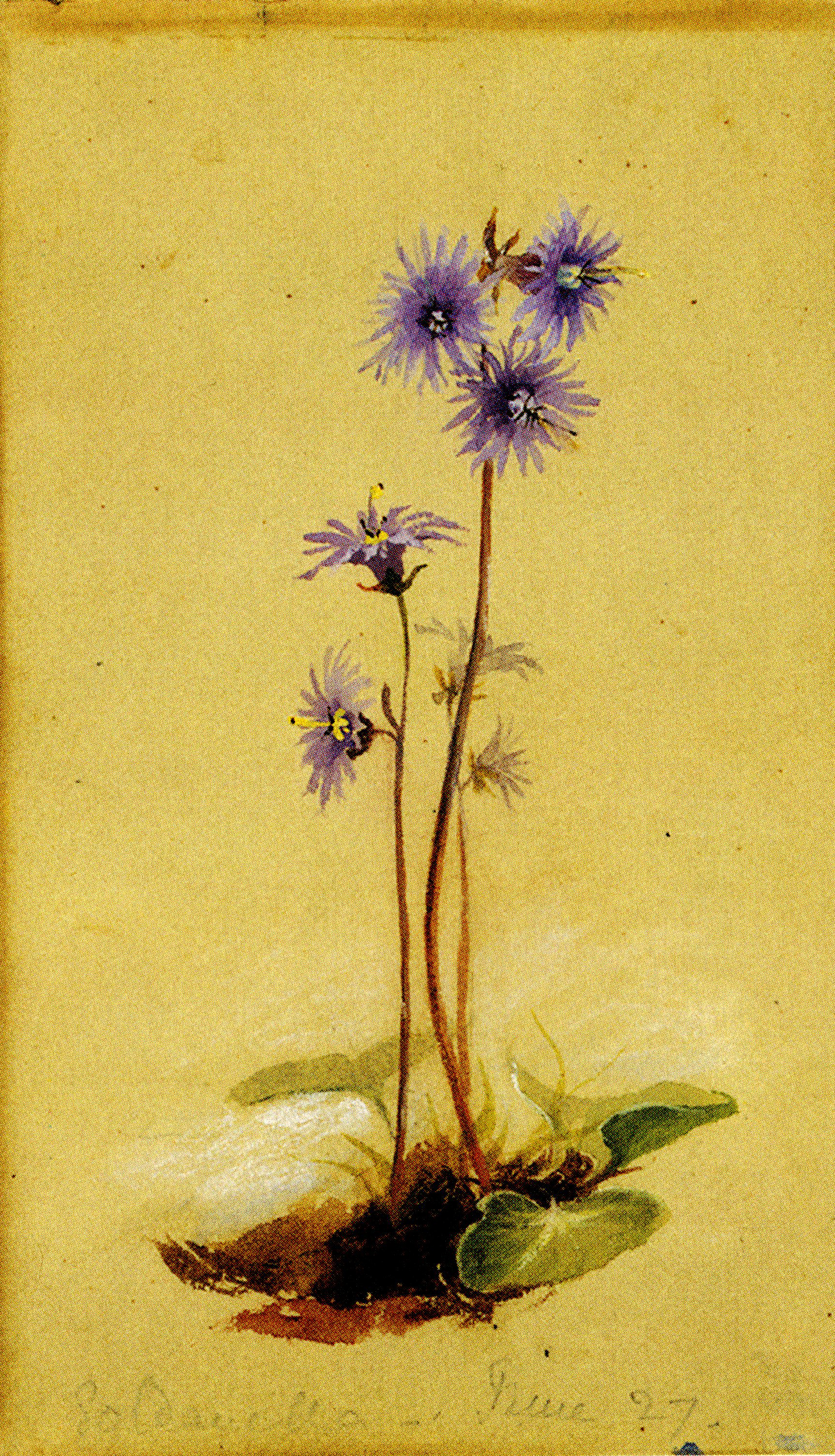 liliass-purple-flower001