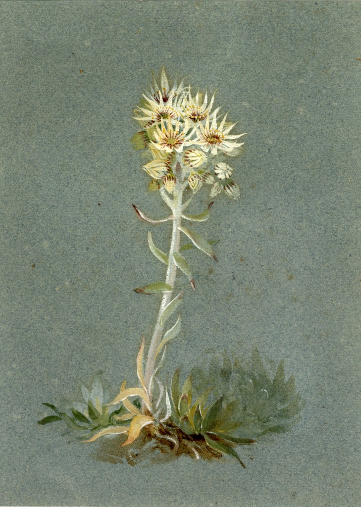 Lilias Trotter. Desert Flowers. Courtesy of Ruskin Library.