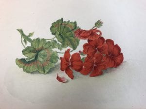 Fig. 5, Red Geranium watercolor from E.F.C.’s Flowers Culled from Browning’s Poems (DATE), Armstrong Browning Library