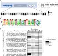 (a) graphic representation of CRISPER1 in the F. psychrophilum strain 950106-1/1  (b) nucleotide comparison repeats of CRISPR1 in F. psychrophilum strain 950106-1/1  (c) All six phage-resistant isolates derived from the ancestral strain show the same nucleotide sequences int he spacer and repeat contents.