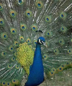Oâ€™Connor peacock
