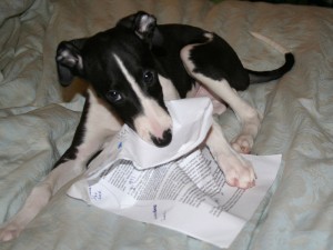 My dog ate my homework
